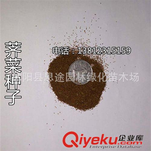 種子品種 批發(fā)蔬菜種子 薺菜種子菜種子四季播種 野生蔬菜種子