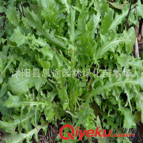 種子品種 批發(fā)蔬菜種子 薺菜種子菜種子四季播種 野生蔬菜種子原始圖片2