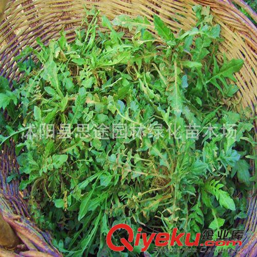 種子品種 批發(fā)蔬菜種子 薺菜種子菜種子四季播種 野生蔬菜種子原始圖片3