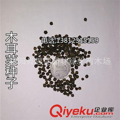 種子品種 批發(fā)蔬菜種子 薺菜種子菜種子四季播種 野生蔬菜種子