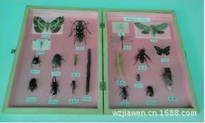 教學標本系列 廠家直銷 教學器材 植物標本原始圖片3
