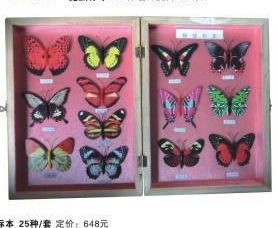教學標本系列 廠家直銷 教學器材 生物仿真蝴蝶原始圖片2