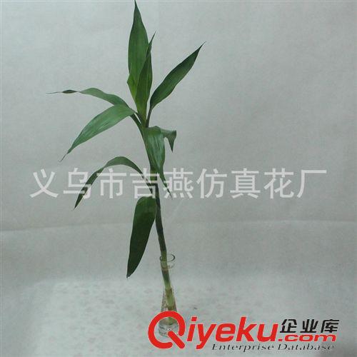 花盆 花盆 包裝 加厚咖啡廳單枝玫瑰透明花瓶 富貴竹玻璃花瓶 居家裝飾花器tj