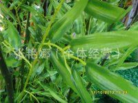 仿真竹子 大量仿真竹子 假竹子 仿真植物樹 gd仿真竹子 加工仿真竹子原始圖片3