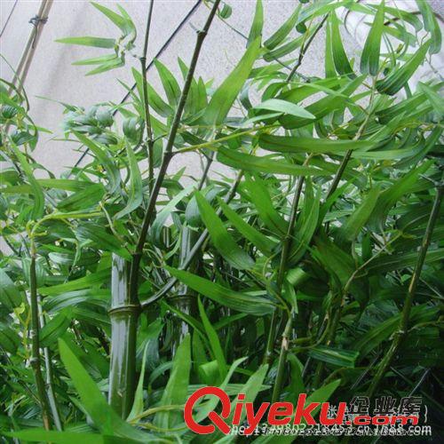 仿真竹子 熱銷仿真竹子 多葉竹子 景觀仿真竹子加工訂做 竹子產(chǎn)品新款上市原始圖片3