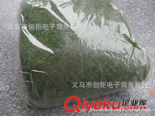 柵欄盒/片/手把花 苔蘚綠色植物野生苔蘚水草綠草真苔蘚青苔苔蘚植物裝飾景觀義烏原始圖片3