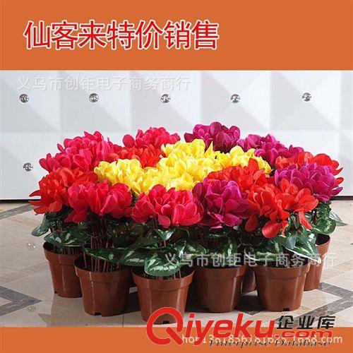 柵欄盒/片/手把花 仿真仙客來 節(jié)慶盆花 盆景 小盆栽 開業(yè)慶典花 盆景植物原始圖片2