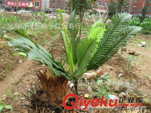 柵欄盒/片/手把花 仿真小樹植物野生草工程裝飾園林綠化仿真撅樹義烏工廠批發(fā)小盆栽原始圖片2