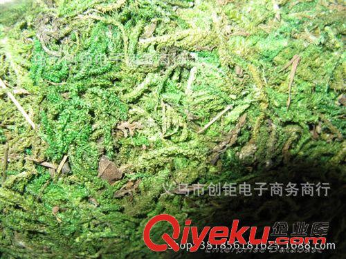其它 活苔蘚干苔蘚鮮苔蘚苔蘚微景觀永生苔蘚裝飾工程苔蘚植物仿真苔蘚原始圖片2