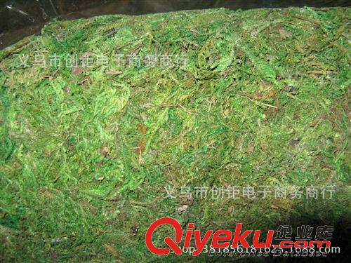 其它 苔蘚綠色植物野生苔蘚水草綠草真苔蘚青苔苔蘚植物裝飾景觀義烏原始圖片2