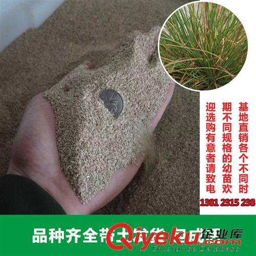 花卉種子 園藝場大量供應紫羊茅優良草坪種子 園林公園綠化高爾夫球場使用