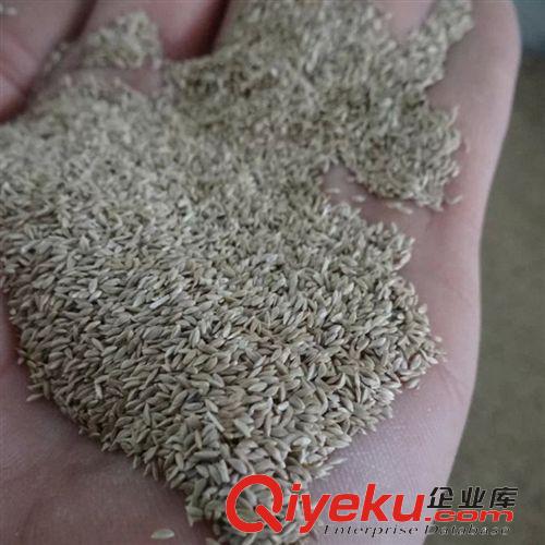 花卉種子 園藝場大量供應紫羊茅優良草坪種子 園林公園綠化高爾夫球場使用