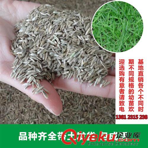 花卉種子 花卉園藝場大量供應(yīng)白喜草種子 優(yōu)良觀賞草坪種子 園林綠化使用