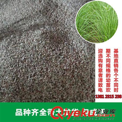 花卉種子 花卉園藝場(chǎng)大量供應(yīng)白喜草種子 優(yōu)良觀賞草坪種子 園林綠化使用