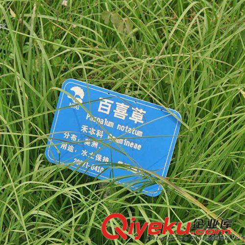 花卉種子 花卉園藝場(chǎng)大量供應(yīng)白喜草種子 優(yōu)良觀賞草坪種子 園林綠化使用