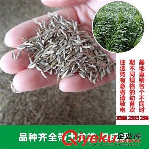 花卉種子 花卉園藝場大量供應(yīng)白喜草種子 優(yōu)良觀賞草坪種子 園林綠化使用