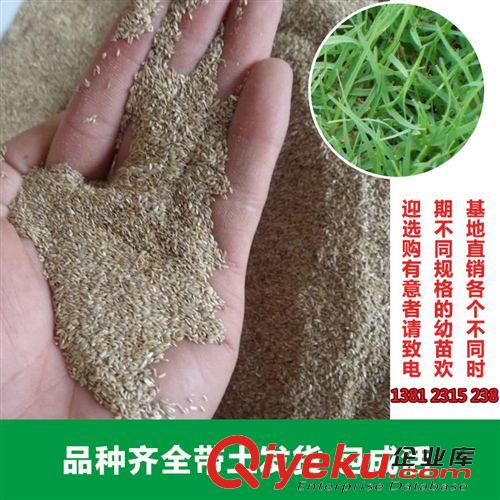 花卉種子 花卉園藝場大量供應黑麥草種子 優良觀賞草坪種子 園林綠化使用