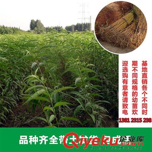 花卉苗木 大量出售各種塔柏苗木蜀檜 檜柏 可用于清明節(jié)掃墓上墳祭祀