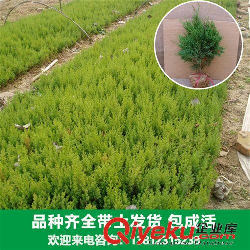 花卉苗木 大量出售各種塔柏苗木蜀檜 檜柏 可用于清明節(jié)掃墓上墳祭祀