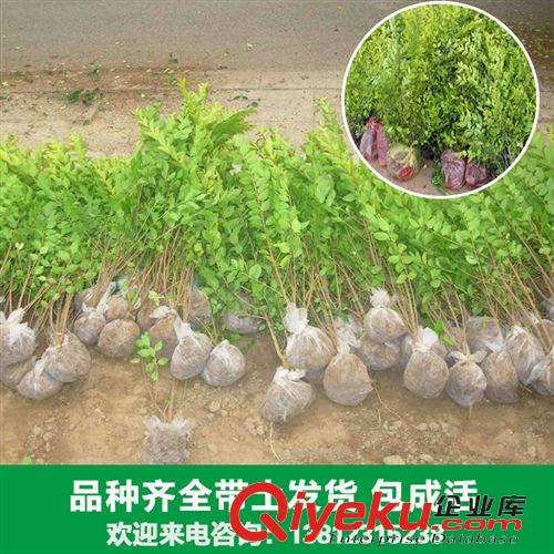 花卉苗木 大量出售各種塔柏苗木蜀檜 檜柏 可用于清明節(jié)掃墓上墳祭祀
