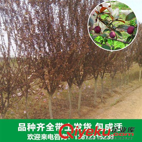 花卉苗木 花卉廠家大量出售各種紅葉李苗木 紅葉李、櫻桃李 新品上市