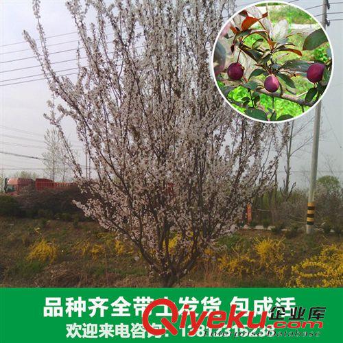 花卉苗木 花卉廠家大量出售各種紅葉李苗木 紅葉李、櫻桃李 新品上市