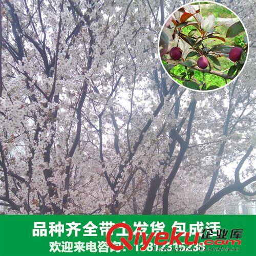 花卉苗木 花卉廠家大量出售各種紅葉李苗木 紅葉李、櫻桃李 新品上市