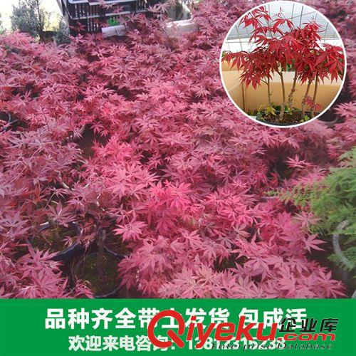 花卉苗木 【新品】廠家出售各種石榴苗木 安石榴 金嬰 山力葉大量供應