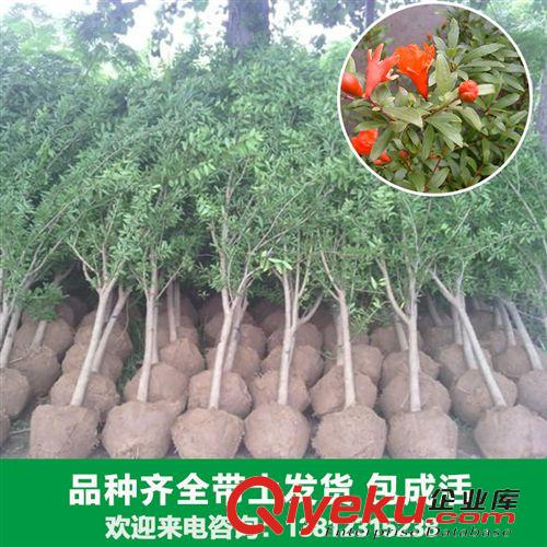 花卉苗木 【新品】廠家出售各種石榴苗木 安石榴 金嬰 山力葉大量供應