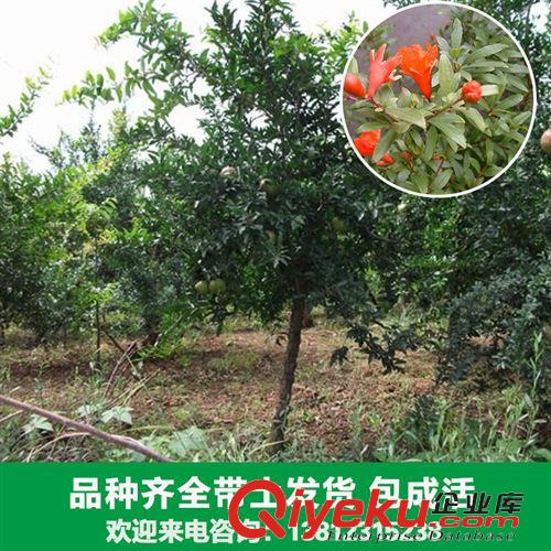花卉苗木 【新品】廠家出售各種石榴苗木 安石榴 金嬰 山力葉大量供應