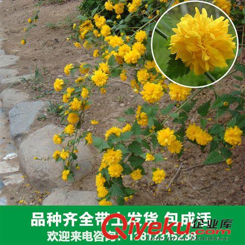 花卉苗木 花卉廠家大量出售各種冬青苗木北寄生 法國冬青 桑寄生 柳寄生