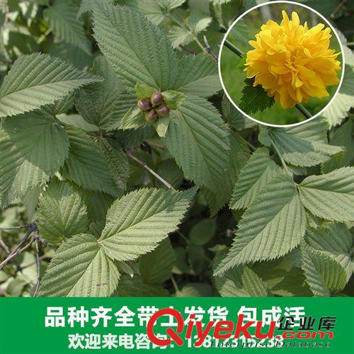 花卉苗木 花卉廠家大量出售各種棣棠苗木 地棠、蜂棠花、黃度梅苗木原始圖片2