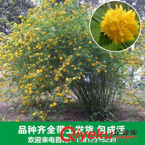 花卉苗木 花卉廠家大量出售各種棣棠苗木 地棠、蜂棠花、黃度梅苗木原始圖片3