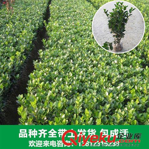 花卉苗木 花卉廠家大量出售各種冬青苗木北寄生 法國冬青 桑寄生 柳寄生