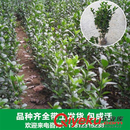 花卉苗木 花卉廠家大量出售各種冬青苗木北寄生 法國冬青 桑寄生 柳寄生