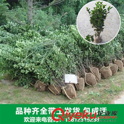 花卉苗木 花卉廠家大量出售各種冬青苗木北寄生 法國冬青 桑寄生 柳寄生