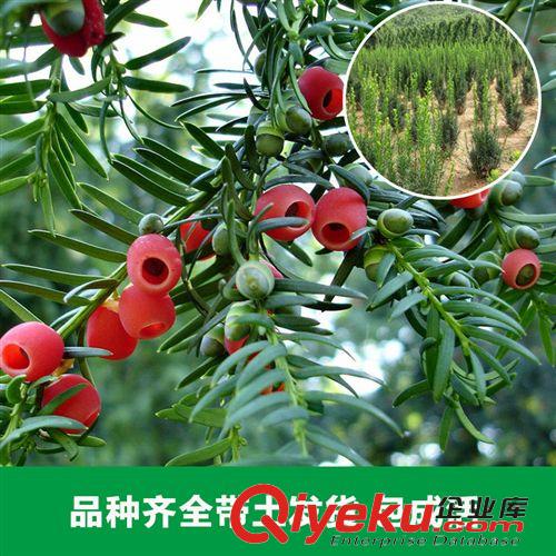 花卉苗木 大量供應各種規格紅豆杉 園林景觀城市綠化花卉 新品上市