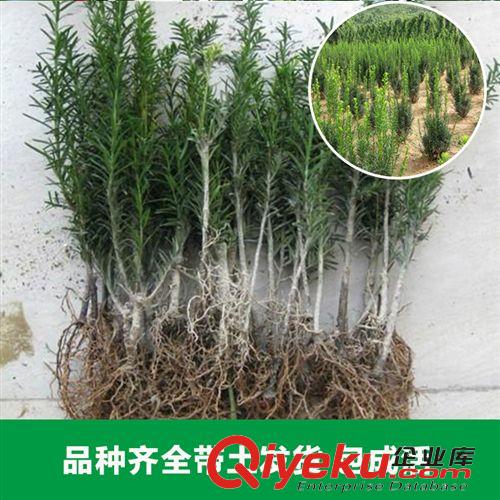 花卉苗木 大量供應各種規格紅豆杉 園林景觀城市綠化花卉 新品上市原始圖片2