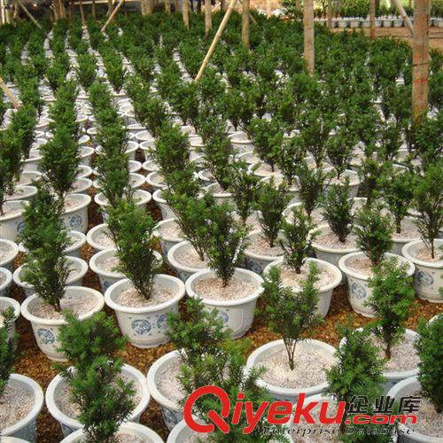 花卉苗木 大量供應各種規格紅豆杉 園林景觀城市綠化花卉 新品上市原始圖片3