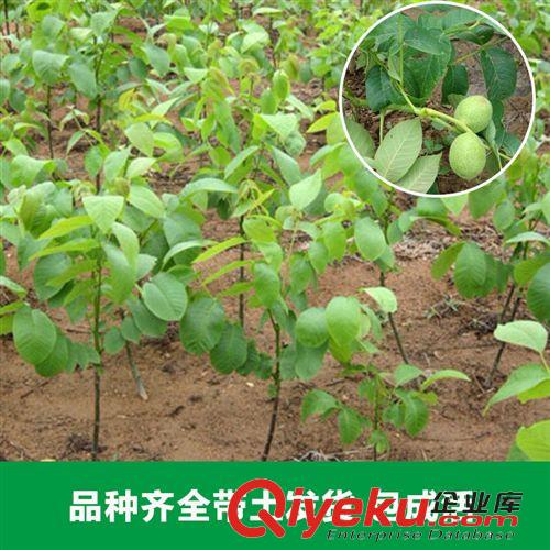 花卉苗木 花卉廠家大量出售各種核桃苗木各種規格品種齊全 新品上市
