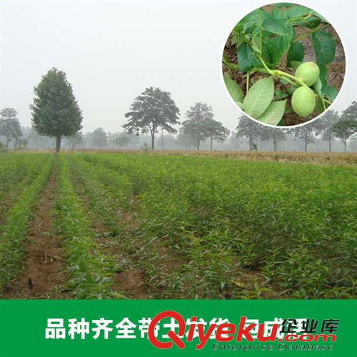 花卉苗木 花卉廠家大量出售各種核桃苗木各種規格品種齊全 新品上市