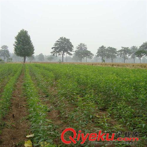 花卉苗木 花卉廠家大量出售各種核桃苗木各種規格品種齊全 新品上市