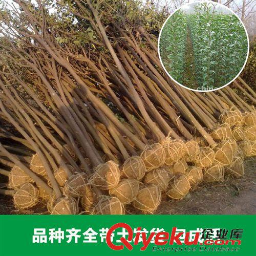花卉苗木 綠化工程苗木行道樹高桿大葉女貞樹苗大葉女貞小苗大葉女貞批發