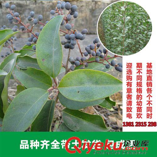 花卉苗木 綠化工程苗木行道樹高桿大葉女貞樹苗大葉女貞小苗大葉女貞批發(fā)