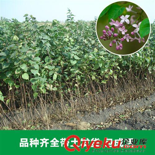 花卉苗木 大量供應各種規格丁香 園林景觀城市綠化花卉 爆款供應