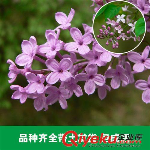 花卉苗木 大量供應各種規格丁香 園林景觀城市綠化花卉 新品上市