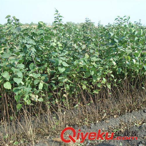 花卉苗木 大量供應各種規格丁香 園林景觀城市綠化花卉 新品上市