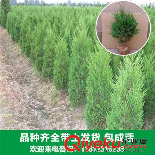 花卉苗木 大量供應各種塔柏苗木蜀檜 檜柏 可用于清明節掃墓上墳祭祀