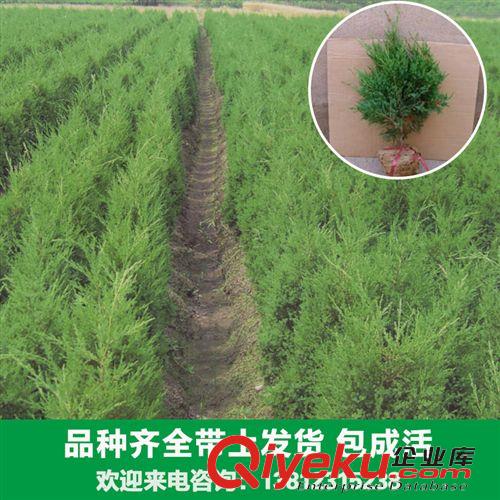 花卉苗木 大量供應各種塔柏苗木蜀檜 檜柏 可用于清明節掃墓上墳祭祀