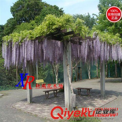 塑料網(wǎng) 批發(fā)家禽網(wǎng) 養(yǎng)殖網(wǎng) 養(yǎng)雞網(wǎng) 攔雞網(wǎng) 尼龍網(wǎng) 塑料網(wǎng) 防鳥網(wǎng)漁網(wǎng)圍網(wǎng)